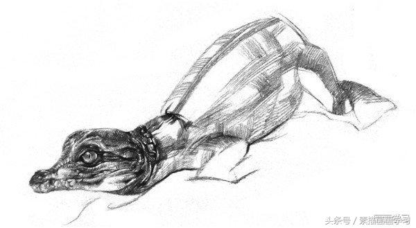 如何学素描——素描小鳄鱼的绘画教程