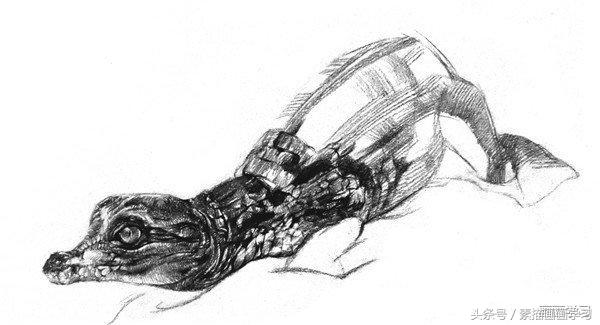 如何学素描——素描小鳄鱼的绘画教程