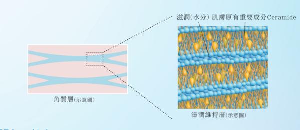 花王苏菲娜sofina,苏菲娜小兰花防晒测评