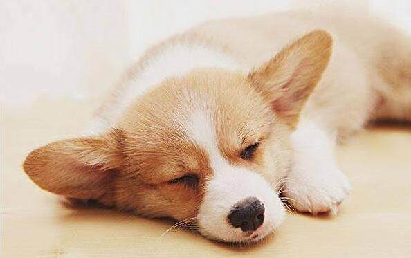 13种常见的宠物狗品种,狗狗价格表又便宜又好养