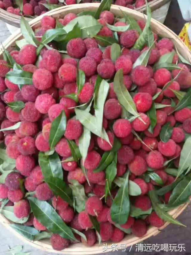 杨梅酒的制作方法夏天,广东正宗杨梅酒怎么做