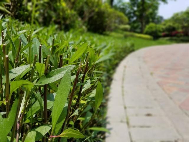 三星s8如何升级安卓9系统,三星s8深度使用评测