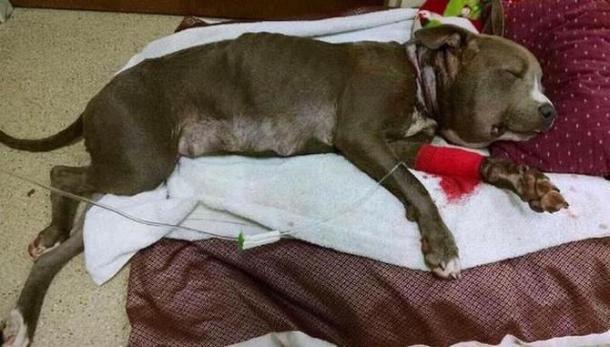 狗狗嘴肿的跟包子一样,狗狗一边脸被蜜蜂叮肿的照片