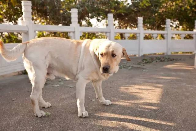 苏州宠物可去的景点,苏州宠物打卡景点在哪里