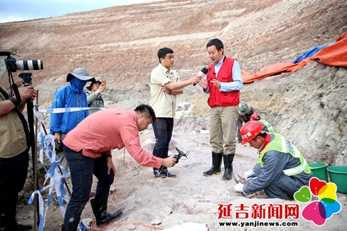 恐龙挖掘现场直播,恐龙化石发掘现场直播