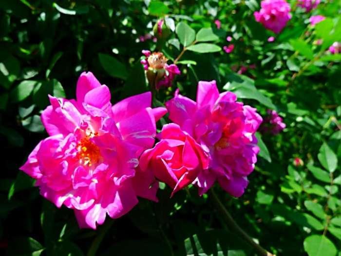 三种美容养颜的花,可以用来美容养颜的花有哪些