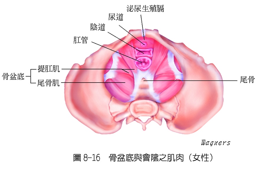 一节完整产后盆底肌修复私教课,产后修复运动王老师