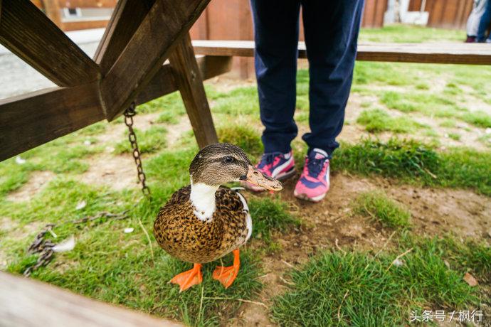 新西兰星空小镇最全攻略,新西兰tekapo旅游攻略