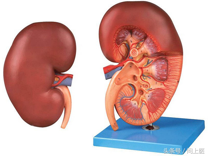 肾脏捐献者有什么影响,关于肾脏那点事科普知识