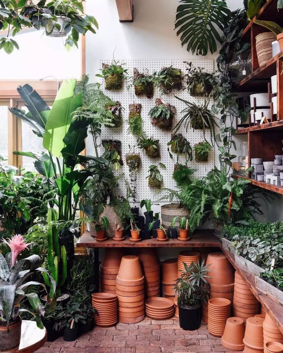 卖的最好的植物店,植物店能买到哪些植物