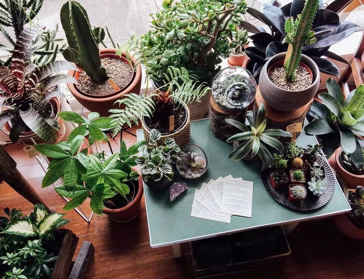 卖的最好的植物店,植物店能买到哪些植物