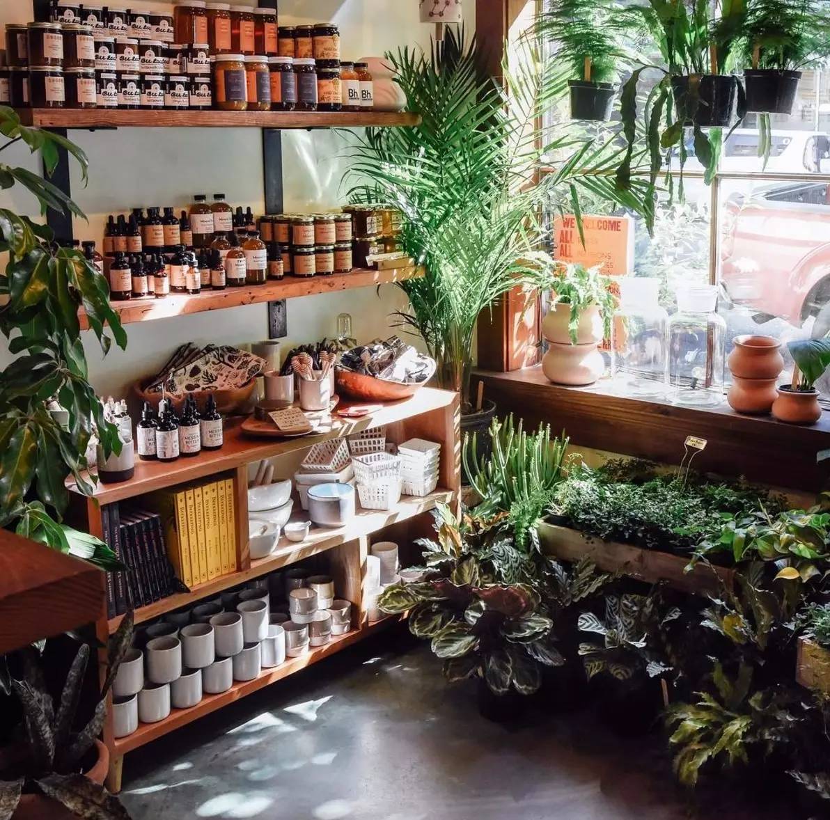 卖的最好的植物店,植物店能买到哪些植物