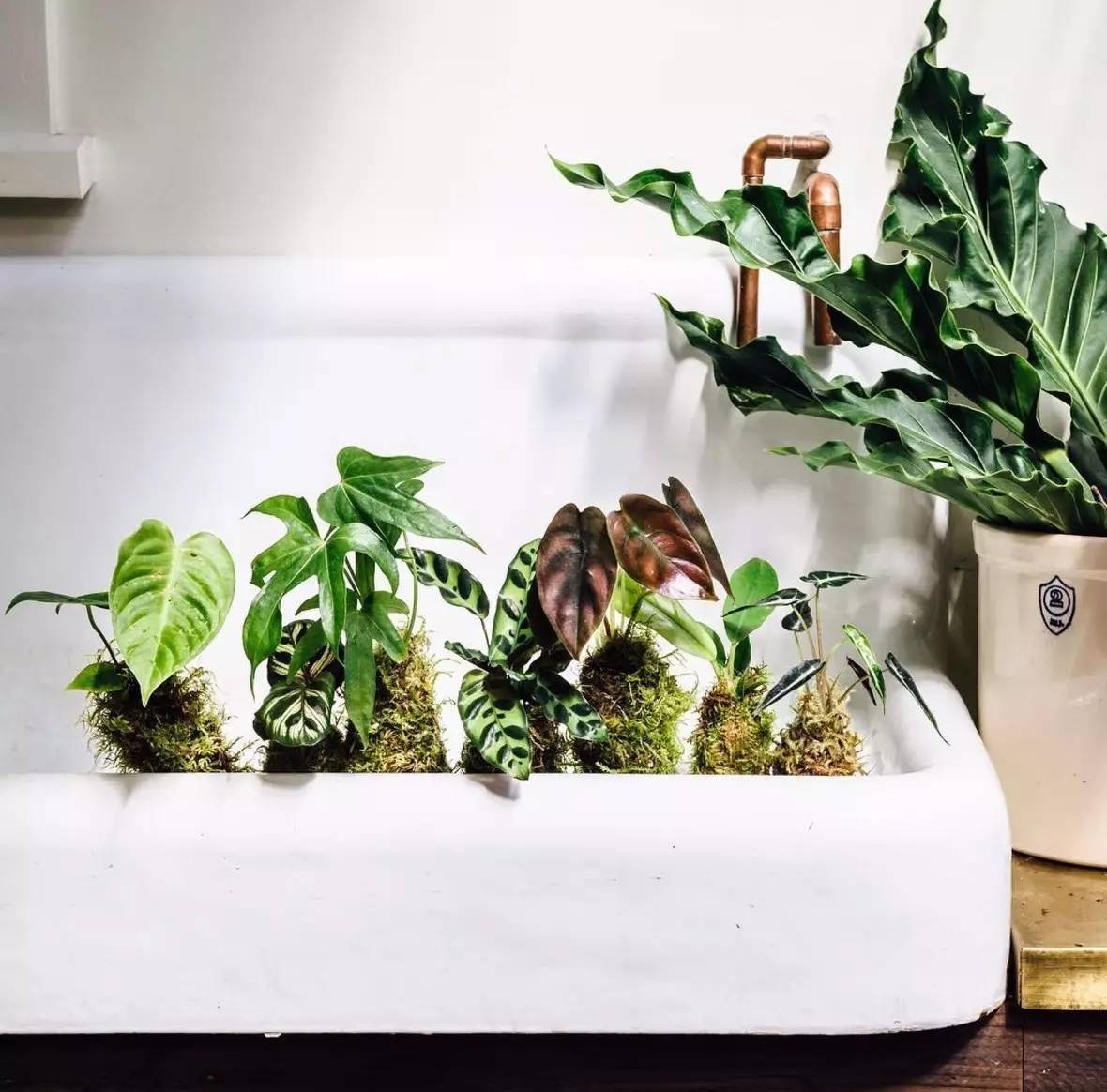 卖的最好的植物店,植物店能买到哪些植物