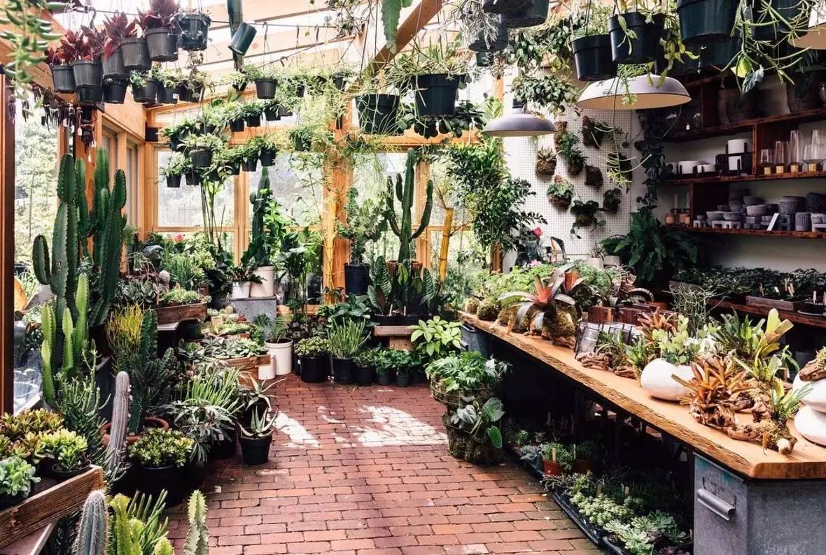 卖的最好的植物店,植物店能买到哪些植物