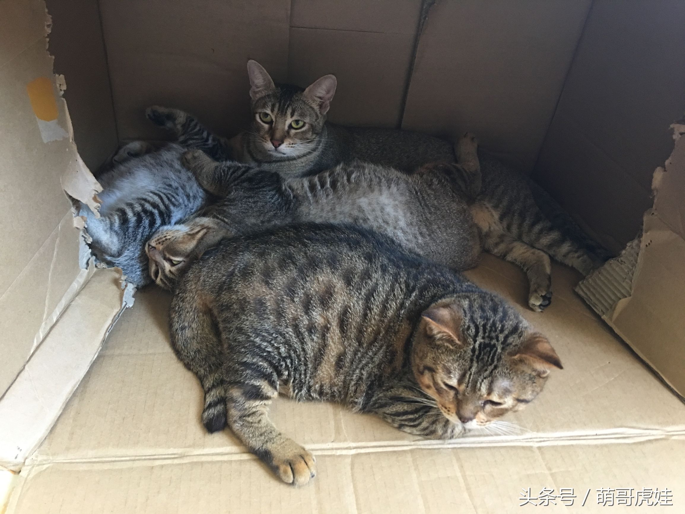 家里的喵星人割了蛋蛋后总是用手挡,小猫:我挡住的是蛋蛋的忧伤