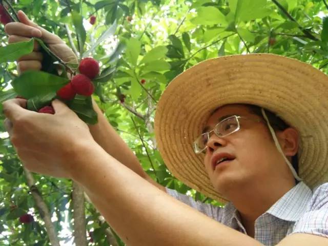 下雨后的杨梅为什么会长虫,杨梅长虫