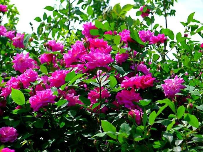 三种美容养颜的花,可以用来美容养颜的花有哪些