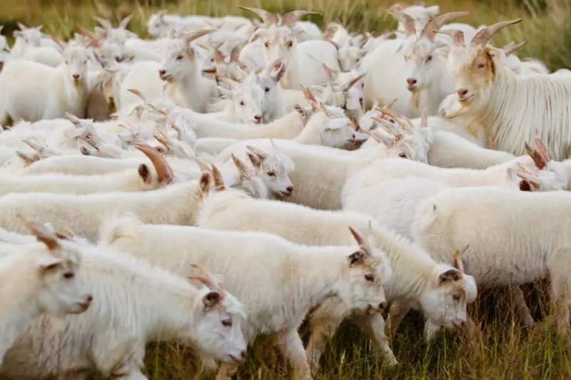羊被剃毛后会死吗,羊毛剃光了羊会不会冷