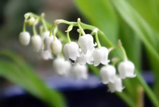 适合室内种植又有香味的植物,四季开花而且花香好养的植物