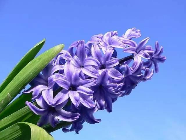 适合室内种植又有香味的植物,四季开花而且花香好养的植物