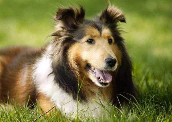 人类饲养的最不同寻常的宠物top5,全球公认的十大宠物排行榜