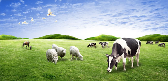 美国horizonorganic奶粉,美国雅培奶粉有哪些品牌