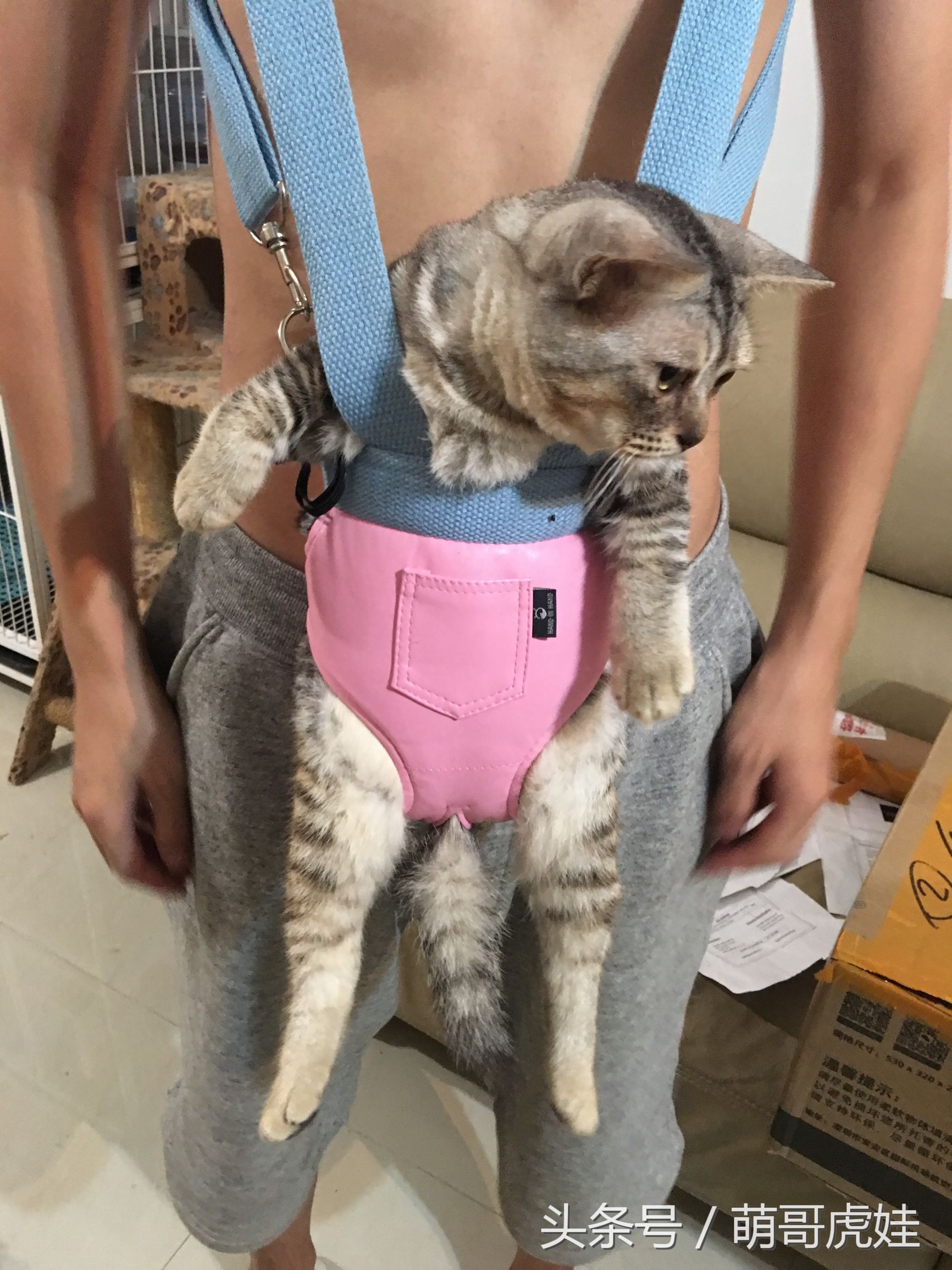 铲屎官在家门口捡到一只小猫,小猫被铲屎官的呼噜惊呆