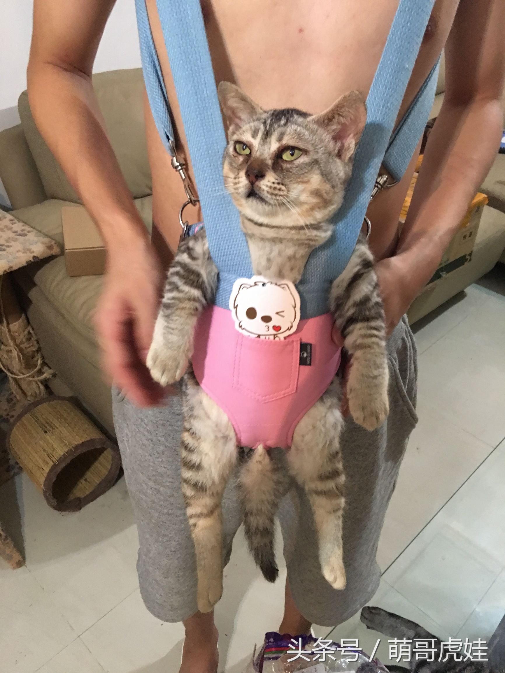 铲屎官在家门口捡到一只小猫,小猫被铲屎官的呼噜惊呆