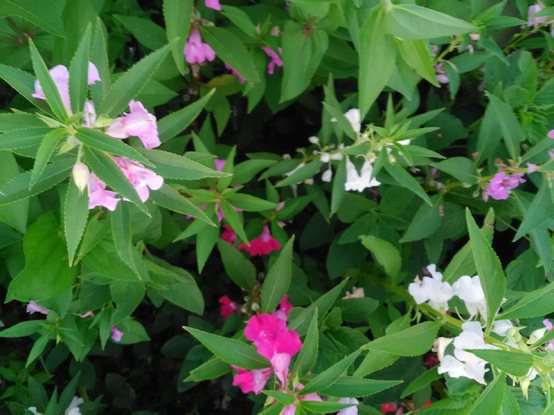 mann三防手机哪个好,mann三防手机哪款值得买