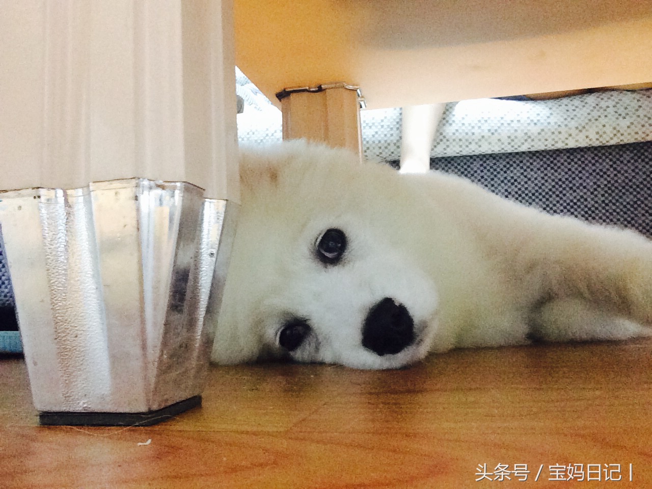 狗狗泪痕变色的毛怎么处理,狗狗泪痕严重吃什么有效果