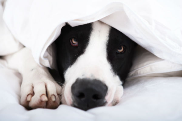 狗狗癫痫和脑炎是不是一回事,狗癫痫早期的8个征兆