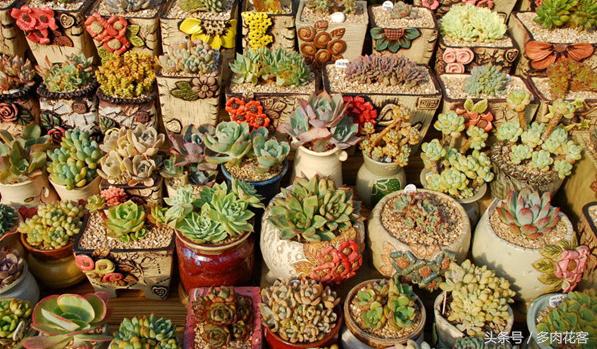 下雨天肉肉能淋雨吗,连续多天下雨多肉怎么办