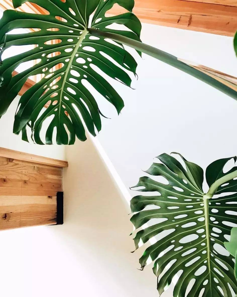 卖的最好的植物店,植物店能买到哪些植物