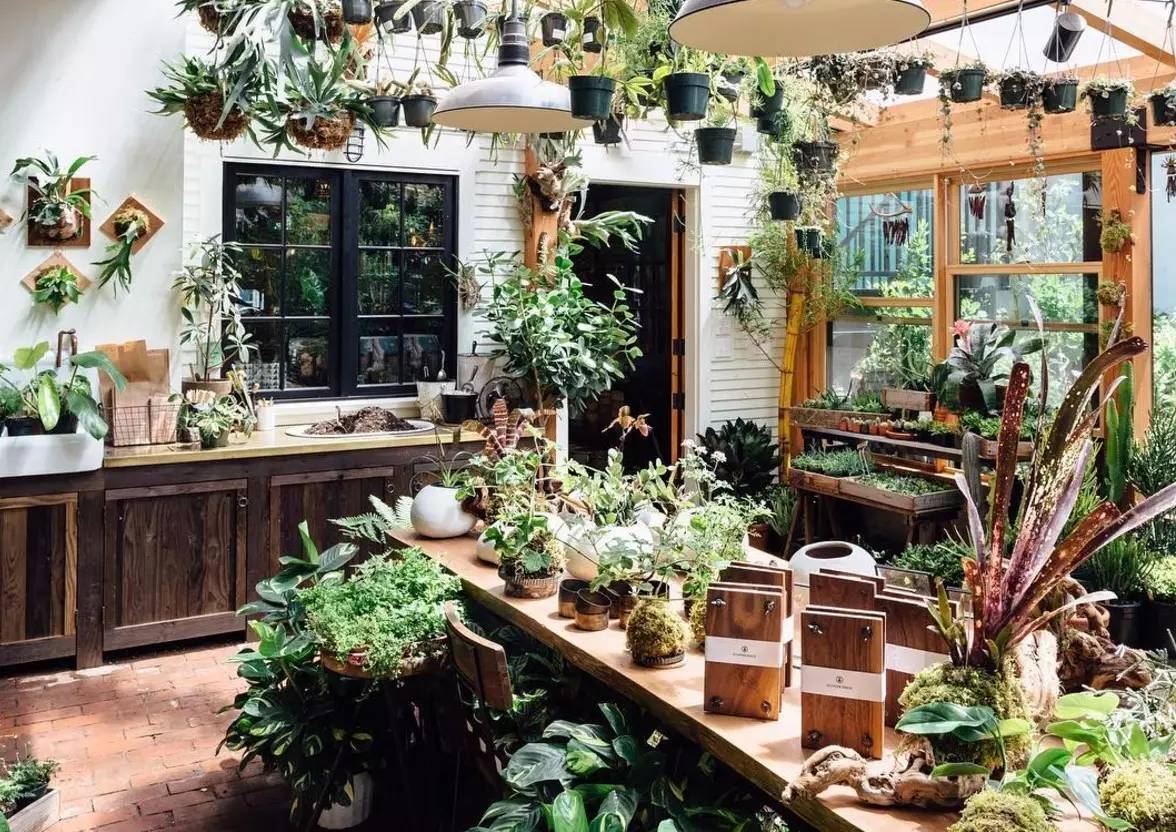 卖的最好的植物店,植物店能买到哪些植物