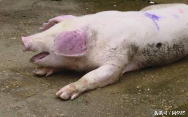 猪咳嗽呼吸困难打什么针最好,猪呼吸困难怎么治疗效果最好