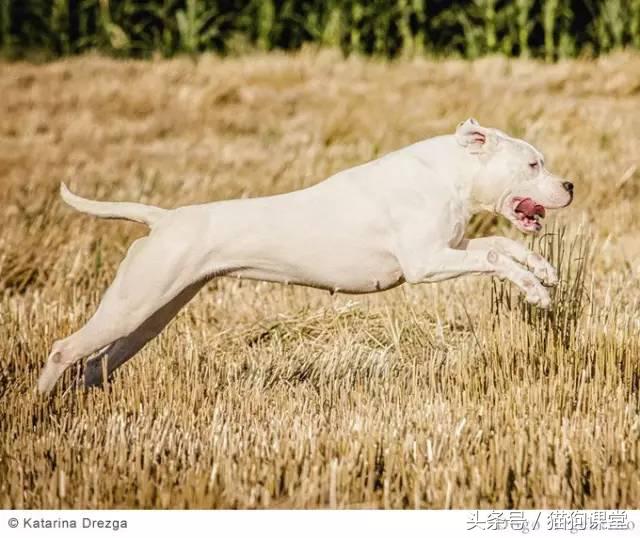 阿根廷杜高犬视频上传,阿根廷杜高犬品相最好