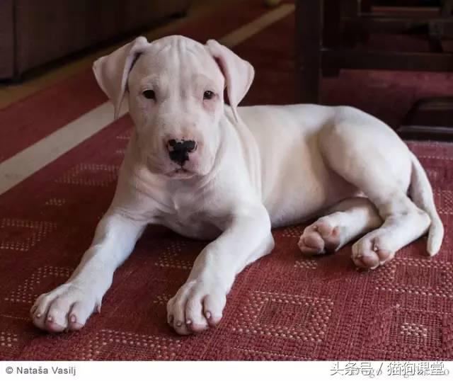 阿根廷杜高犬视频上传,阿根廷杜高犬品相最好