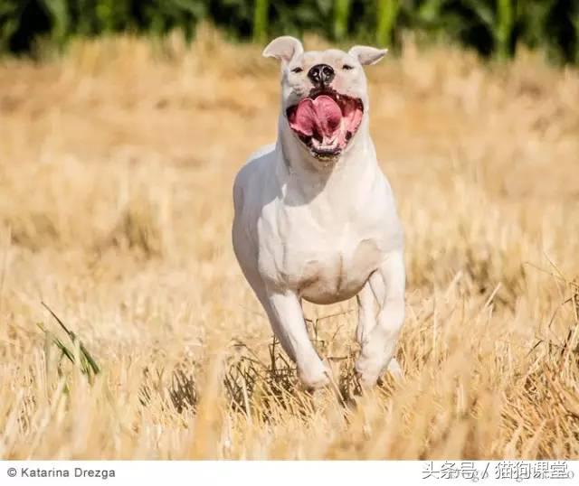 阿根廷杜高犬视频上传,阿根廷杜高犬品相最好