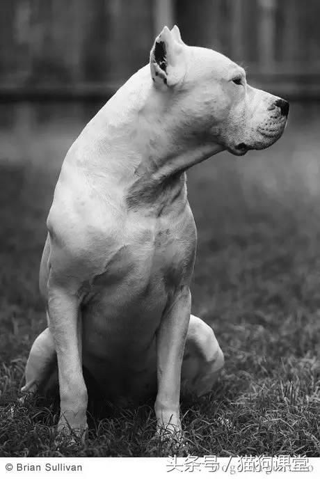 阿根廷杜高犬视频上传,阿根廷杜高犬品相最好