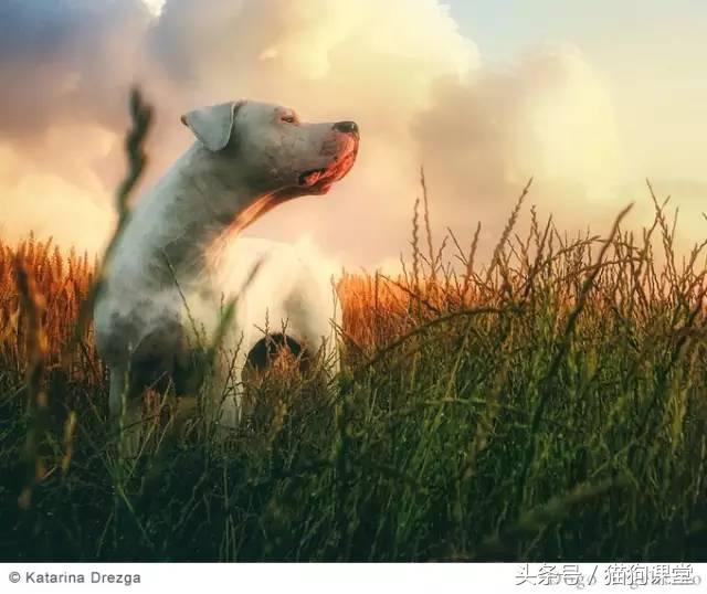 阿根廷杜高犬视频上传,阿根廷杜高犬品相最好