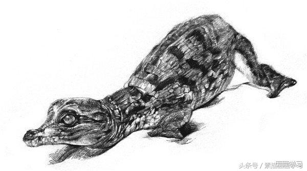 如何学素描——素描小鳄鱼的绘画教程