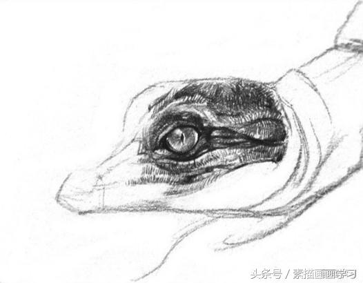 如何学素描——素描小鳄鱼的绘画教程