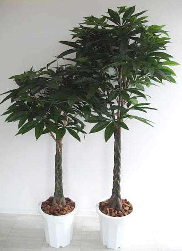 旺财风水植物有哪些