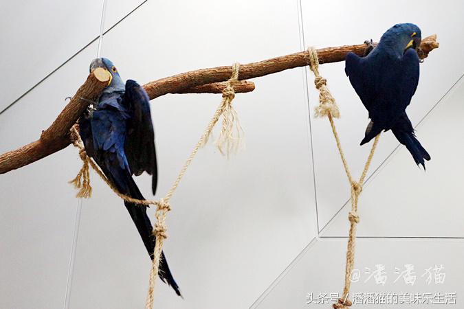 迪拜旅游是落地签吗,迪拜自由行免费签证