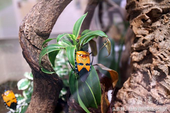 迪拜旅游是落地签吗,迪拜自由行免费签证