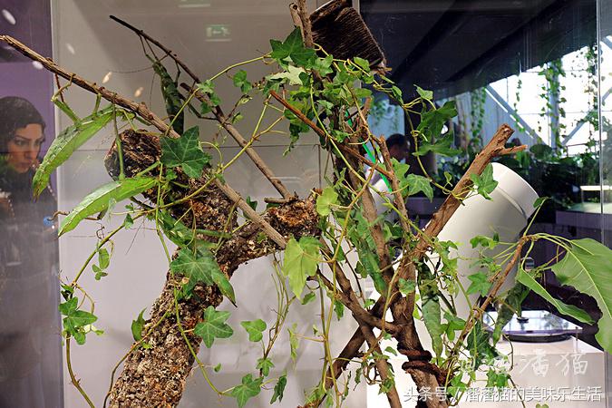 迪拜旅游是落地签吗,迪拜自由行免费签证