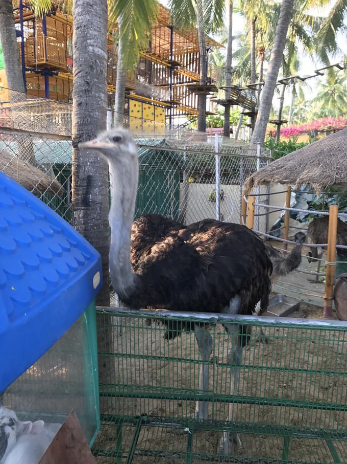 带着二宝出去走走,一拖二带娃三亚旅游攻略