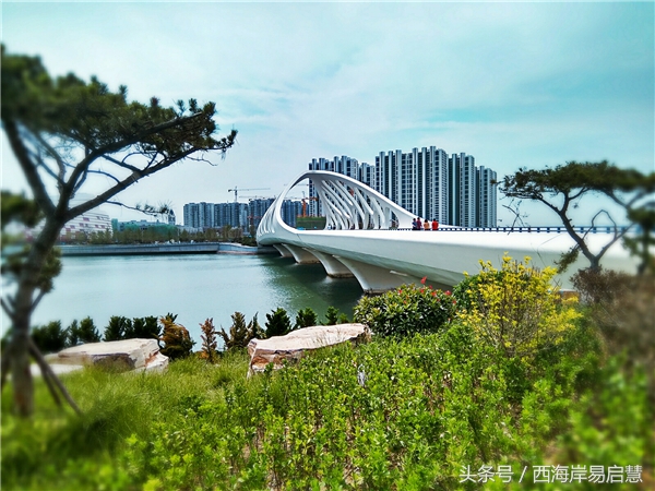 大美青岛之珊瑚贝桥,高清青岛珊瑚贝桥夜景