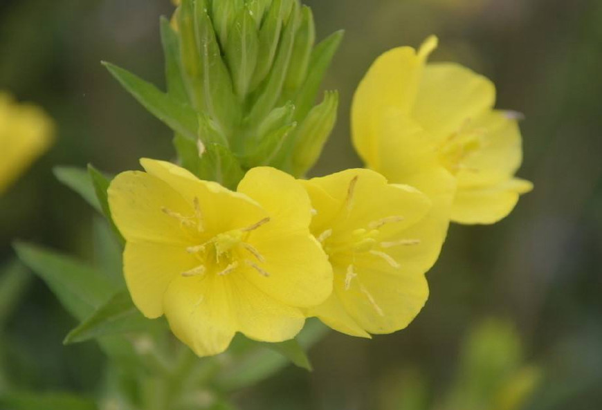 月见草含油量达25.1%含Y~亚麻酸达8.1%,最有开发前景
