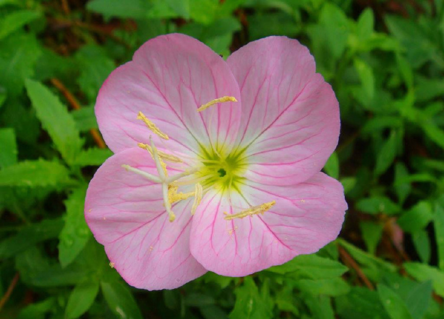 月见草含油量达25.1%含Y~亚麻酸达8.1%,最有开发前景